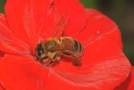 Biene & Geranie (Bild: Steffen Remmel, 10.07.2008), Auf der Suche nach Pollen besucht auch die Honigbiene eine Geranie.