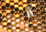 Vom Ei zur Rundmade (Bild: Steffen Remmel, 14.04.2009), Auf dem Bild ist sind alle Entwicklungstadien der Biene vom Ei zur Rundmade zu erkennen. In diesem Entwicklungsschritt erhalten die Rundmade Futtersaft. Deutlich ist zu erkennen das die Maden im Saft "schwimmen". Neben den Rundmaden gibt es Zellen in dem Pollen eingelagert sind.