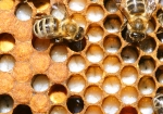 Pflege der Rundmaden (Bild: Steffen Remmel, 14.04.2009), Gerade im Frühjahr haben die Ammenbienen jedemenge Arbeit mit dem Nachwuchs. Auch die Rundmaden wollen mit Pollen und Honig versorgt werden.