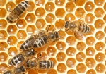 Futterwabe (Bild: Steffen Remmel, 05.04.2009), Im Frühjahr werden die Wintervorräte dazu benötigt um das stetig wachsende Bienenvolk mit ausreichend Futter zu versorgen.
