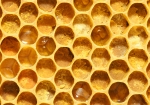 Wabe gefüllt mit Pollen  (Bild: Steffen Remmel, 05.04.2009), Auf dem Bild erkennt man gut die einzelne Zellen mit gefüllten Pollen. Neben Nektar sammelt auch die Biene auch Pollen. Der Pollen wird als Aufbaunahrung beim Brutgeschäft.

