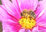 Honigbiene beim Nektar und Pollen sammeln. (Bild: Steffen Remmel, 14.08.2008), Auf einem Fiederblättriges Schmuckkörbchen (blüht von Juli bis September) sammelt die Honigbiene Nektar und Pollen für den Wintervorrat.
