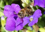 Honigbiene beim Wasser sammeln (Bild: Steffen Remmel, 18.04.2009), Nach einem kurzen Regenschauer, nutzt die Honigbiene die hängengebliebenen Regentropfen auf einer Kissen-Flammenblume (von April bis Juni) um Wasser für die Versorgung des Bienenstockes aufzunehmen.

