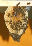 Wildbau (Bild: Steffen Remmel, 25.04.2009), Zur Varroarbekämpfung werden in Frühjahr sogenannte Drohenrahmen in den Bienenstock gehängt. Das sind Rahmen auf dem die Bienen "wild", nach ihren Trieb nachgehehend, bauen können. Diese Waben besitzen in der Regel eine Herzform. 
