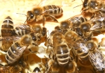 Honig retten, ... . (Bild: Steffen Remmel, 25.04.2009), Sobald der Imker die Beute öffent, kann es vorkommen, das einige Honigzellen am Rande des Rähmchen (zum Beispiel Überbau) zerstört werden. Eilig kommen einige Honigbiennen herbei, um den Honig (Futtervorrat) für das Bienenvolk zu retten. Dabei wird der Honig von der Biene aufgesaugt und zu einer anderen unbeschädigten Zelle gebracht. 