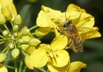 Honigbiene & Raps (Bild: Steffen Remmel, 09.05.2009), Im Mai ist vieler Orts der Raps ein wichtiger Nektar- und Pollenlieferant für die Honigbiene.