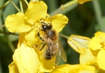 Honigbiene & Raps (Bild: Steffen Remmel, 09.05.2009), Im Mai ist vieler Orts der Raps ein wichtiger Nektar- und Pollenlieferant für die Honigbiene.
