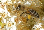 Honigbiene & Feuerdorn (Bild: Steffen Remmel, 10.05.2009), Viel kleine Blüten hat die Honigbiene nach Pollen und Nektar zu durchsuchen auf einem Mittelmeer-Fuerdorn (blüht von Mitte Mai bis Ende Juni).