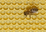 Frisch ausgebaute Wabe mit Biene (Bild: Steffen Remmel, 15.05.2009), Eine frisch ausgeabute Wabe wird noch einmal kontrolliert bevor der süße Honig eingelagert wird.

