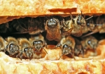 Wabengasse (Bild: Steffen Remmel, 08.04.2009), Bild zeigt Honigbienen zwischen zwei Waben im einer Magazinbeute.


