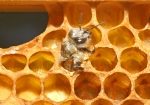 Schlüpfende Honigbiene (Bild: Steffen Remmel, 16.05.2009), Nach 21 Tagen schlüpft die Arbeiterin. 