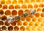 Honigübergabe, ... . (Bild: Steffen Remmel, 16.05.2009), Das Bild zeigt wie eine Honigbiene einer anderen Biene Honig übergibt bzw. austauscht.

