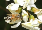 Honigbiene & Robinie (Bild: Steffen Remmel, 18.05.2009), Um an den Nektar der Blühte von der Gewöhnlichen Robinie zu kommen, muss sich die Biene flach auf die Blühte legen und den Kopf fest an den Kelch der Blüte drücken.
