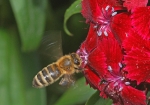 Biene & Bartnelke (Bild: Steffen Remmel, 20.05.2009), Biene im Endanflug auf die Blühte einer Bartnelke (Dianthus barbatus Nelkenart, von Mai bis September bzw. Spätsommer). Die Bartnelke gehört zu den zweijährigen Sommerblumen.

