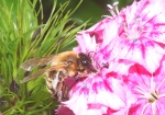 Honigbiene & Bartnelke (Bild: Steffen Remmel, 20.05.2009), Das Bild zeigt eine Honigbiene auf der Blühte einer weis-lilafarbenden Bartnelke (Dianthus barbatus Nelkenart, von Mai bis September bzw. Spätsommer). Die Bartnelke gehört zu den zweijährigen Sommerblumen.