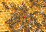 Königin mit Hofstaat (Bild: Steffen Remmel, 23.05.2009), Eine Bienenkönigin ist immer von vielen Hofstaatbienen umgeben. Diese haben die Aufgabe die Königin mit Futter zu versorgen und sie zu pflegen. Gut zu erkennen ist das die Hofstaatbienen im kreisförmig um die Königin aufgestellt sind.
