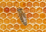 Honigkontrolle (Bild: Steffen Remmel, 20.06.2009), Honigbiene auf einer Honigwabe bei der Produktion von Honig.
