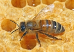 Honigbiene im Profil (Bild: Steffen Remmel, 28.06.2009), Honigbiene im Profil aufgenommen auf einer Brutwabe. Zu sehen ist die Biene bei der Brutpflege.

