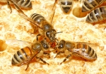 Honigentstehung (Bild: Steffen Remmel, 09.07.2009), Bienen tauschen den Honig untereinander aus, um diesen zu verdicken (entzug von Wasser) und durch Fermentation den Honig reifen lassen. 