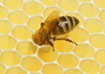 Wo ist der Honig geblieben? (Bild: Steffen Remmel, 30.05.2009), Honigbiene bei der Honigkontrolle! Nach dem Schleudern der Waben, wundet sich so manch eine Biene, wo der Honig geblieben ist.


