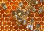Bienen attackieren eine Wespe (Bild: Steffen Remmel, 09.09.2009), Die Honigbienen haben eine Wespe in ihrem Bienenstock entdeckt und attackieren sie mit vereinten Kräften. Die Wespe hatte versucht eingelagerten Honig zu räubern. Dabei ist sprichwörtlich ihre Tarnung aufgeflogen. Nun wird die Wespe von mehreren Bienen Angegriffen. 