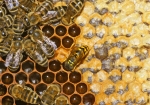 Honigklau (Bild: Steffen Remmel, 09.09.2009), Eine Wespe hat sich in den Bienenstock geschlichen und klaut den Honig!
