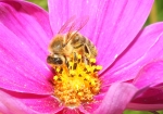 Biene beim Pollen und Nektar sammeln (Bild: Steffen Remmel, 08.09.2009), Auf einer Blüte des "Fiederblättriges Schmuckkörbchen" sammelt die Biene Nektar und Pollen. Das "Fiederblättriges Schmuckkörbchen" blüht von Juli bis September. Deutlich kann man sehen wie die Bienen mit Pollen bedeckt ist.
