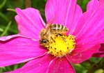 Biene beim Pollen und Nektar sammeln (Bild: Steffen Remmel, 08.09.2009), Auf einer Blüte des "Fiederblättriges Schmuckkörbchen" sammelt die Biene Nektar und Pollen. Das "Fiederblättriges Schmuckkörbchen" blüht von Juli bis September. Deutlich kann man sehen wie die Bienen mit Pollen bedeckt ist.