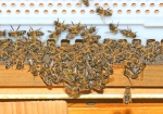Herbstlicher Flugbetrieb (Bild: Steffen Remmel, 22.08.2009), Nach Ende der Massentrachtzeit ist so manche Honigbiene arbeitslos und hängen vor dem Flugloch herum.
