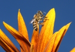 Honigbiene ruht sich in der Spätsommersonne aus. (Bild: Steffen Remmel, 19.08.2009), Nach einem anstrengenden Sommer, ruht sich eine Honigbiene auf dem Blühtenkranz einer Sonnenblume in der Spätsommersonne aus.

