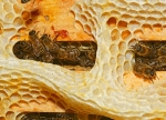 Überbau (Bild: Steffen Remmel, 03.08.2009), Jeder Hohlraum wird von der Honigbiene genutzt um Waben zu bauen. Besonders dann wenn der Honigeintrag groß ist.