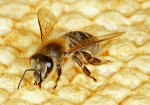 Honigbiene & Wabe (Bild: Steffen Remmel, 25.07.2009), Großaufnahme einer Honigbiene die auf einer verdeckelten Wabe entlang läuft. Man erkennt sehr gut die Haare.


