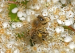 Honigbiene & Feuerdorn  (Bild: Steffen Remmel, 10.05.2009), Die Honigbiene druchsucht die kleinen Blühten des Feuerdorns nach Nektar und Pollen.