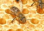 Honigbiene & Brutwabe (Bild: Steffen Remmel, 09.07.2009), Honigbiene bei der Kontrolle der verdeckelten Brut. Deutlich sind die nach oben gewölbten Deckeln der verschlossenen Zellen.
