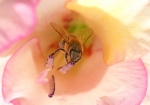 Honigbiene trifft Blühte (Bild: Steffen Remmel, 14.08.2008), An warmen Sommertagen sieht man sehr oft das Honigbienen auch Blühten besuchen, in die sie tief hinein gehen müssen. Dabei streift die Honigbiene von den Blühtenstempeln den Pollen ab. Die Aufnahme zeigt eine einzelne Blüte einer Gladiole.

