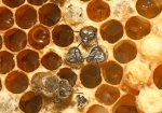 Gemeinsam schlüpft man besser, ... . (Bild: Steffen Remmel, 17.05.2009), Geburt von mehreren Arbeiterinnen. Während der Sommermonaten wenn das Bienenvolk sehr stark ist, kann man sehr oft beobachten das auf einer Wabe mehrere Honigbienen auf einmal schlüpfen und sich aus den Zellen befreien.