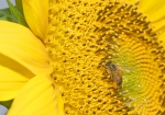 Honigbiene sammelt auf einer Sonnenblume Nektar und Pollen (Bild: Steffen Remmel, 11.08.2008), Honigbiene sammelt auf einer Sonnenblume Nektar und Pollen