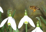 Honigbiene & Schneeglöckchen (Bild: Steffen Remmel, 27.02.2010), Endlich ist der Winter vorbei und die ersten Honigbienen sind auf der suche nach Netktar und Pollen. Als einer der ersten Trachtpflanzen blüht das Schneeglöckchen. Die Honigbiene befindet sich auf dem Endanflug auf das Schneeglöckchen.