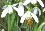 Honigbiene & Schneeglöckchen (Bild: Steffen Remmel, 27.02.2010), Honigbiene & Schneeglöckchen  Endlich ist der Winter vorbei und die ersten Honigbienen sind auf der suche nach Netktar und Pollen. Als einer der ersten Trachtpflanzen blüht das Schneeglöckchen. Wie man gut erkennen kann hat die Honigbiene schon kräftig Pollen gesammelt.

