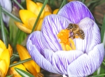 Vollbeladen mit Pollen vom Frühlings-Krokus (Bild: Steffen Remmel, 17.03.2010), Im März und April blüht der Frühlings-Krokus als einer der ersten Trachtpfanzen für die Honigbiene. Die Biene sammelt Pollen (an den braungelb Pollenhöschen zu erkennen) und Nektar von den Krokus.