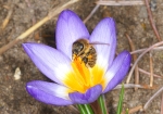 Honigbiene besucht den Frühlings-Krokus (Bild: Steffen Remmel, 17.03.2010), Im März und April blüht der Frühlings-Krokus als einer der ersten Trachtpfanzen für die Honigbiene. Die Biene sammelt Pollen (an den braungelb Pollenhöschen zu erkennen) und Nektar von den Krokus.