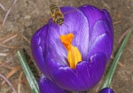 Anflug auf dem Frühlings-Krokus (Bild: Steffen Remmel, 17.03.2010), Im März und April blüht der Frühlings-Krokus als einer der ersten Trachtpfanzen für die Honigbiene. Die Biene sammelt Pollen (an den braungelb Pollenhöschen zu erkennen) und Nektar von den Krokus.