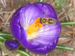 Anflug auf den Frühlings-Krokus (Bild: Steffen Remmel, 17.03.2010), Im März und April blüht der Frühlings-Krokus als einer der ersten Trachtpfanzen für die Honigbiene. Die Biene sammelt Pollen (an den braungelb Pollenhöschen zu erkennen) und Nektar von den Krokus.
