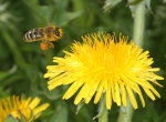 Honigbiene im Anflug auf Löwenzahn (Bild: Steffen Remmel, 23.04.2010), Eine Honigbiene im Anflug auf einen Löwenzahn. Gut zu erkennen sind die vollen Pollenhöschen der Honigbiene die mit orangenfarbenen Pollen des Löwenzahns gefüllt sind.  