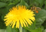 Honigbiene im Anflug auf Löwenzahnblühte (Bild: Steffen Remmel, 23.04.2010), Eine Honigbiene im Anflug auf einen Löwenzahn. Gut zu erkennen sind die vollen Pollenhöschen der Honigbiene die mit orangenfarbenen Pollen des Löwenzahns gefüllt sind.  