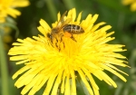 Nektarsuche in einer Löwenzahnblüte (Bild: Steffen Remmel, 23.04.2010), Eine Honigbiene auf der Suche nach Nektar auf einer Löwenzahnblühte. Gut zu erkennen sind die vollen Pollenhöschen der Honigbiene die mit orangenfarbenen Pollen des Löwenzahns gefüllt sind.  