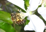 Apfelblüte trifft Honigbiene (Bild: Steffen Remmel, 28.04.2010), In der Zeit der Obstblüte besucht die Honigbiene unteranderem die Apfelblüte. Um an den Nektar zu kommen, muss die Biene erst die Stempel der Blüte bei Seite drücken. Dabei bestäubt die Biene die Apfelblüte und bekommt noch wertvollen Pollen. Deutlich zu sehen am orange gelben Pollenhösen.