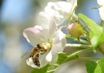 Apfelblüte trifft Honigbiene (Bild: Steffen Remmel, 28.04.2010), In der Zeit der Obstblüte besucht die Honigbiene unteranderem die Apfelblüte. Um an den Nektar zu kommen, muss die Biene erst die Stempel der Blüte bei Seite drücken. Dabei bestäubt die Biene die Apfelblüte und bekommt noch wertvollen Pollen. Deutlich zu sehen am orange gelben Pollenhösen.