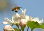 Honigbiene im Anflug auf eine Apfelblüte (Bild: Steffen Remmel, 28.04.2010), In der Zeit der Obstblüte besucht die Honigbiene unteranderem die Apfelblüte. Um an den Nektar zu kommen, muss die Biene erst die Stempel der Blüte bei Seite drücken. Dabei bestäubt die Biene die Apfelblüte und bekommt noch wertvollen Pollen. Deutlich zu sehen am orange gelben Pollenhösen.