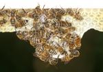 Vorsicht Baustelle! (Bild: Steffen Remmel, 13.05.2010),  An einem Anfangstreifen mit einer vorgefertigten Wachswabenstruktur, in einem Rähmchen, bauen die Bienen die Honigwabe weiter aus um später dann den Honig einzulagern.